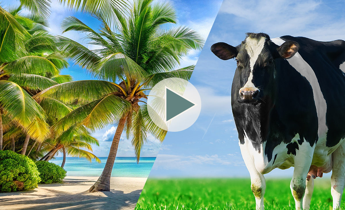 Сравнение белковых и безбелковых КРМ